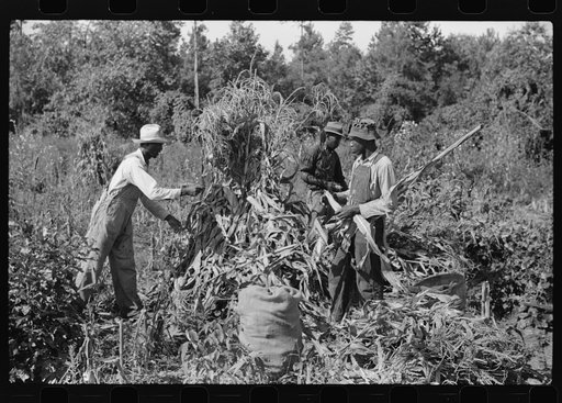 Negro sharecropper and two wagehands shucking corn for the landlord, a white woman. On road to Cedar Grove, west of highway No. 14, Orange County, North Carolina