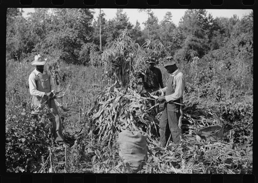 Untitled photo, possibly related to: Negro sharecropper and two wagehands shucking corn for the landlord, a white woman. On road to Cedar Grove, west of highway No. 14, Orange County, North Carolina