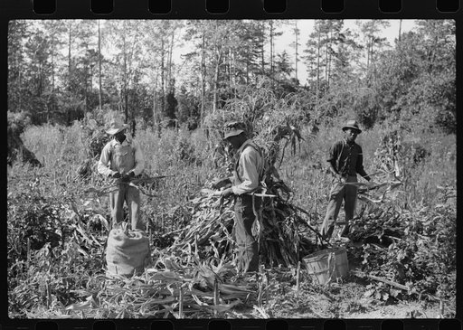 Untitled photo, possibly related to: Negro sharecropper and two wagehands shucking corn for the landlord, a white woman. On road to Cedar Grove, west of highway No. 14, Orange County, North Carolina