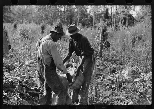 Negro wage hands filling bag with corn they have just shucked for landlord who is a white woman. On road to Cedar Grove, west of highway No. 14, Orange County, North Carolina