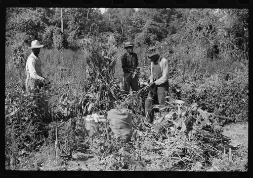 Untitled photo, possibly related to: Negro sharecropper and two wagehands shucking corn for the landlord, a white woman. On road to Cedar Grove, west of highway No. 14, Orange County, North Carolina
