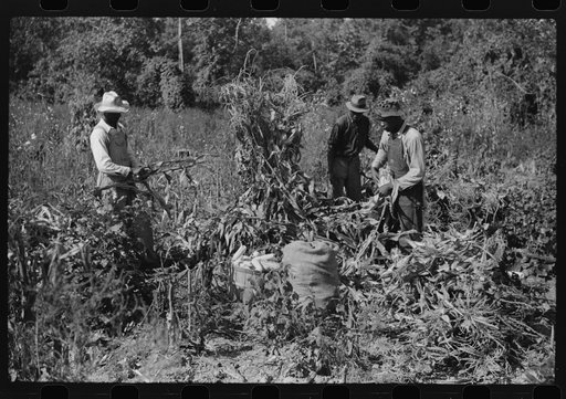 Untitled photo, possibly related to: Negro sharecropper and two wagehands shucking corn for the landlord, a white woman. On road to Cedar Grove, west of highway No. 14, Orange County, North Carolina