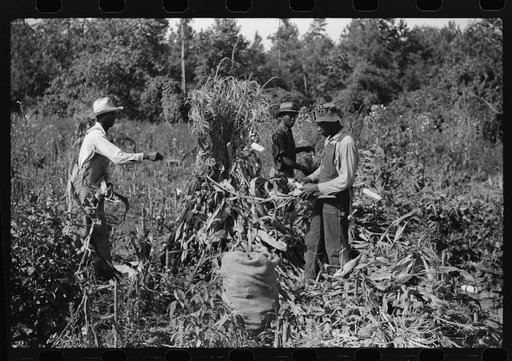 Untitled photo, possibly related to: Negro sharecropper and two wagehands shucking corn for the landlord, a white woman. On road to Cedar Grove, west of highway No. 14, Orange County, North Carolina