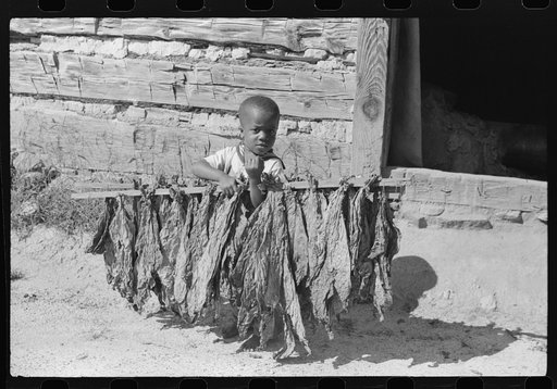 Billy, four year old son of Mrs. Compton, with stick of tobacco. They are tenants, and the Negro owner lives in Mebane. This is part of a prosperous Negro settlement near Carr, Orange County, North Carolina