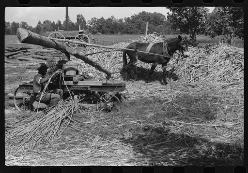 Feeding the sorghum cane into the mill to make syrup on property of Wess Cris, a tobacco farm of about 165 acres in a prosperous Negro settlement near Carr, Orange County, North Carolina