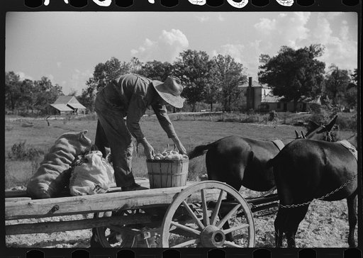 Untitled photo, possibly related to: Picking up and loading sweet potatoes of Mr. Foushee, owner-operator. Mr. Foushee is sixty-five; has nineteen children. One of his neighbors is helping them get a small share of potatoes