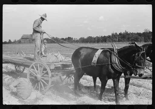 Untitled photo, possibly related to: Picking up and loading sweet potatoes of Mr. Foushee, owner-operator. Mr. Foushee is sixty-five; has nineteen children. One of his neighbors is helping them get a small share of potatoes