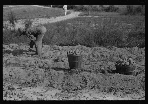 Untitled photo, possibly related to: Picking up and loading sweet potatoes of Mr. Foushee, owner-operator. Mr. Foushee is sixty-five, has nineteen children. One of his neighbors is helping them get a small share of potatoes