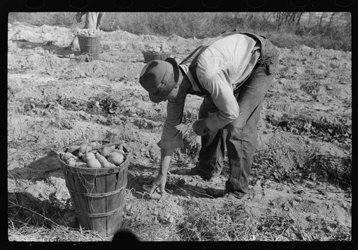 Picking up and loading sweet potatoes of Mr. Foushee, owner-operator. Mr. Foushee is sixty-five, has nineteen children. One of his neighbors is helping them get a small share of potatoes