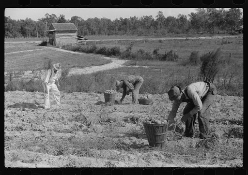 Picking up and loading sweet potatoes of Mr. Foushee, owner-operator. Mr. Foushee is sixty-five, has nineteen children. One of his neighbors is helping them get a small share of potatoes