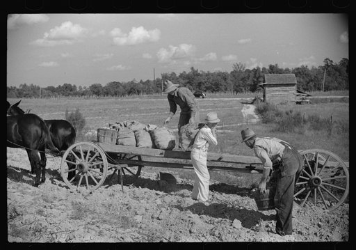 Picking up and loading sweet potatoes of Mr. Foushee, owner-operator. Mr. Foushee is sixty-five; has nineteen children. One of his neighbors is helping them get a small share of potatoes
