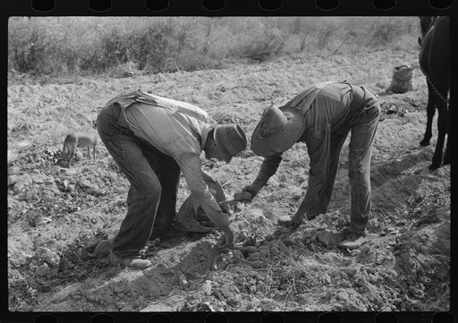 Picking up and loading sweet potatoes of Mr. Foushee, owner-operator. Mr. Foushee is sixty-five; has nineteen children. One of his neighbors is helping them get a small share of potatoes