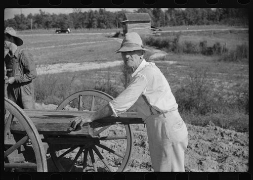 Untitled photo, possibly related to: Mr. Foushee, owner-operator of farm, waiting while his son and neighbor load the wagon with sweet potatoes. He is sixty-five and has nineteen children. Orange County, North Carolina