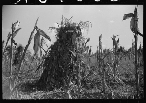 Corn field showing topped corn and shocks of tops, much lower than shocks of full-length stalks. This was three miles south of Leasburg on road toward Frogsboro, Caswell County, North Carolina
