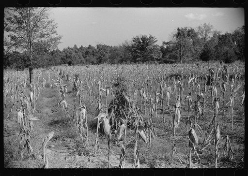 Corn field showing topped corn and shocks of tops, much lower than shocks of full-length stalks. This was three miles south of Leasburg on road toward Frogsboro, Caswell County, North Carolina