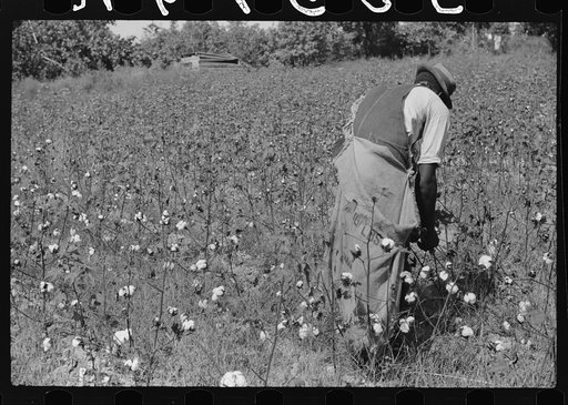 Untitled photo, possibly related to: Negro sharecropper, Will Cole, picking cotton. The owner is Mrs. Rigsby, a white woman. About five miles below Chapel Hill, going south on highway toward Bynum in Chatham County, North Carolina
