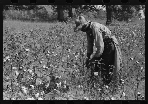 Negro sharecropper, Will Cole, picking cotton. The owner is Mrs. Rigsby, a white woman. About five miles below Chapel Hill, going south on highway toward Bynum in Chatham County, North Carolina