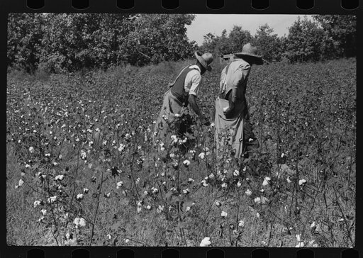 Negro sharecropper, Will Cole, picking cotton. The owner is Mrs. Rigsby, a white woman. About five miles below Chapel Hill, going south on highway toward Bynum in Chatham County, North Carolina