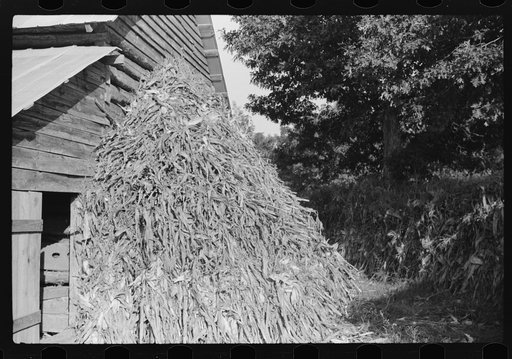 Corn shocks against barn, on road toward Frogsboro, Caswell County, North Carolina