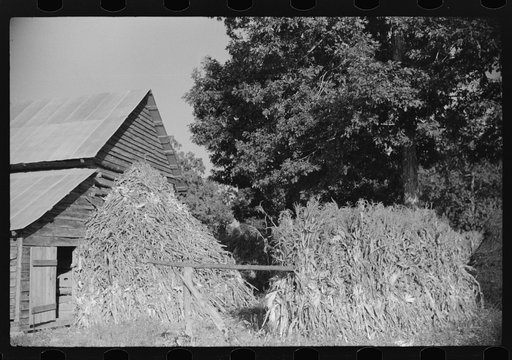Corn shocks against barn, on road toward Frogsboro, Caswell County, North Carolina