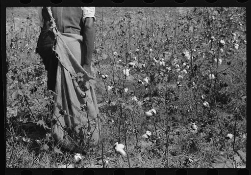 Negro sharecropper picking cotton on farm belonging to a white woman.  About five miles below Chapel Hill going south on highway toward Bynum in Chatham County, North Carolina