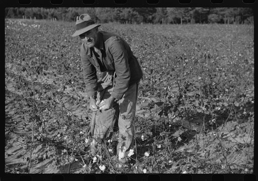 Untitled photo, possibly related to: Mr. and Mrs. J.A. Johnson picking cotton, Statesville, North Carolina