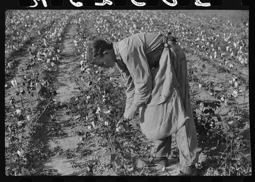 Untitled photo, possibly related to: J.A. Johnson and family, Statesville, North Carolina, Route No. 3, picking cotton. He is a sharecropper, works about ten acres, receives half the cotton, must pay for half the fertilizer. Landlord furnishes stock and tools