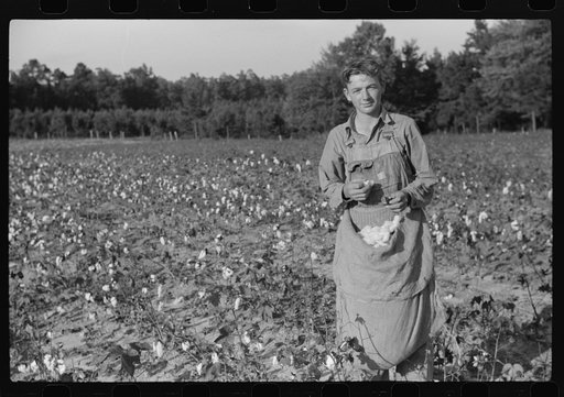 Untitled photo, possibly related to: J.A. Johnson and family, Statesville, North Carolina, Route No. 3, picking cotton. He is a sharecropper, works about ten acres, receives half the cotton, must pay for half the fertilizer. Landlord furnishes stock and tools