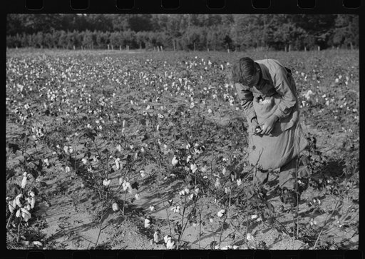 Untitled photo, possibly related to: J.A. Johnson and family, Statesville, North Carolina, Route No. 3, picking cotton. He is a sharecropper, works about ten acres, receives half the cotton, must pay for half the fertilizer. Landlord furnishes stock and tools