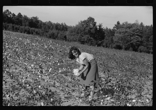 Untitled photo, possibly related to: J.A. Johnson and family, Statesville, North Carolina, Route No. 3, picking cotton. He is a sharecropper, works about ten acres, receives half the cotton, must pay for half the fertilizer. Landlord furnishes stock and tools