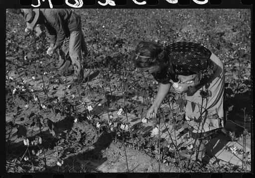 Mr. and Mrs. J.A. Johnson picking cotton, Statesville, North Carolina
