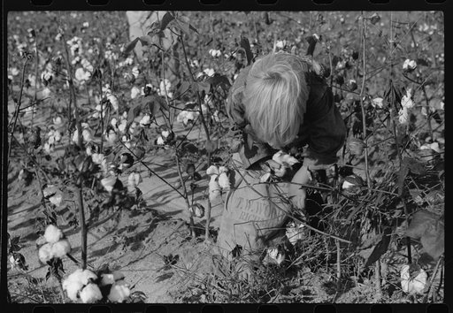 Untitled photo, possibly related to: J.A. Johnson's youngest son picking cotton, Statesville, North Carolina