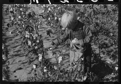 J.A. Johnson's youngest son picking cotton, Statesville, North Carolina