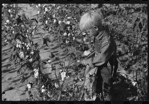 Untitled photo, possibly related to: J.A. Johnson's youngest son picking cotton, Statesville, North Carolina