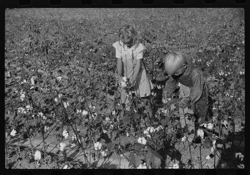Two of J.A. Johnson's children in cotton field, Statesville, North Carolina