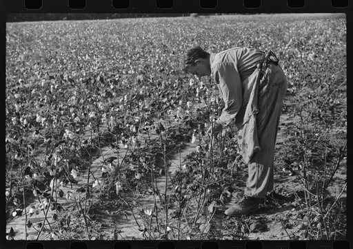 Statesville, North Carolina. The oldest son of J.A. Johnson picking cotton
