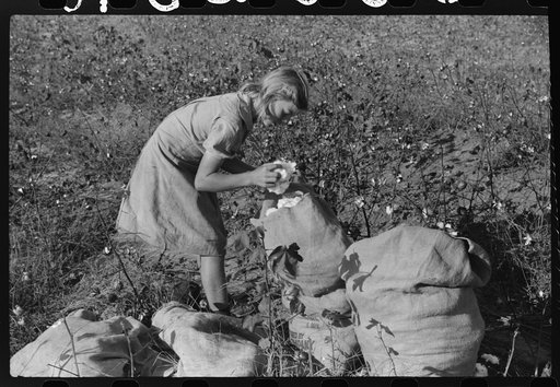 J.A. Johnson's oldest daughter picking cotton in cotton field, Statesville, North Carolina. He is a sharecropper, works about ten acres, receives half the cotton, must pay for half the fertilizer. Landlord furnishes stock and tools