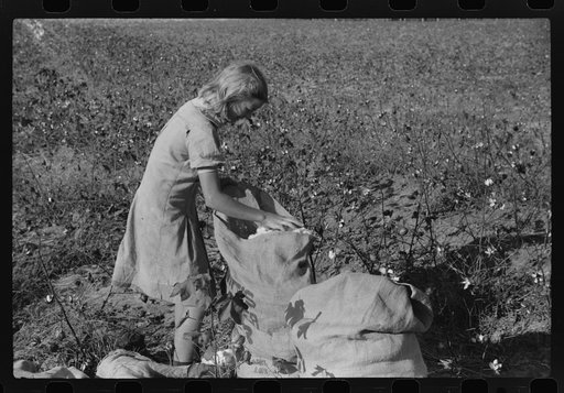 Untitled photo, possibly related to: J.A. Johnson's oldest daughter picking cotton in cotton field, Statesville, North Carolina. He is a sharecropper, works about ten acres, receives half the cotton, must pay for half the fertilizer. Landlord furnishes stock and tools