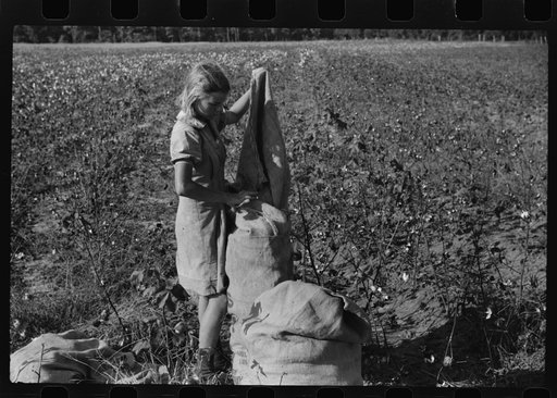 Untitled photo, possibly related to: J.A. Johnson's oldest daughter picking cotton in cotton field, Statesville, North Carolina. He is a sharecropper, works about ten acres, receives half the cotton, must pay for half the fertilizer. Landlord furnishes stock and tools