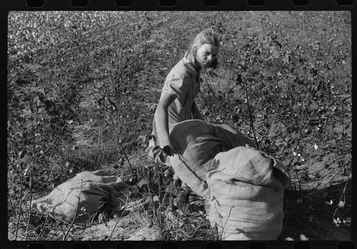 Untitled photo, possibly related to: J.A. Johnson's oldest daughter picking cotton in cotton field, Statesville, North Carolina. He is a sharecropper, works about ten acres, receives half the cotton, must pay for half the fertilizer. Landlord furnishes stock and tools