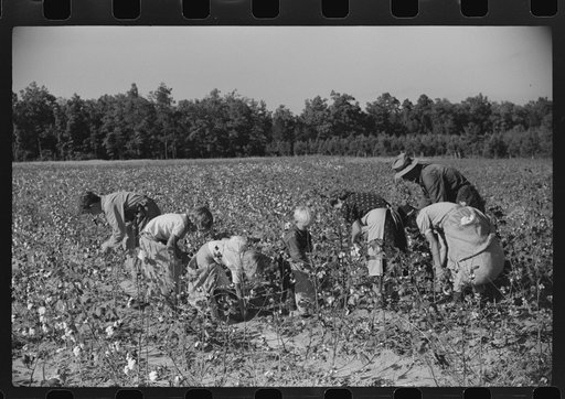Untitled photo, possibly related to: J.A. Johnson and family, Statesville, North Carolina, Route No. 3, picking cotton. He is a sharecropper, works about ten acres, receives half the cotton, must pay for half the fertilizer. Landlord furnishes stock and tools