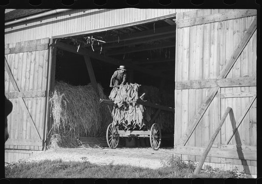 Mennonite farmer putting tobacco into his barn, near Lancaster, Pennsylvania