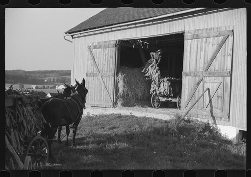 Mennonite farmer putting tobacco into his barn, near Lancaster, Pennsylvania
