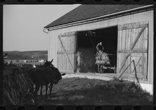 Untitled photo, possibly related to: Mennonite farmer putting tobacco into his barn, near Lancaster, Pennsylvania