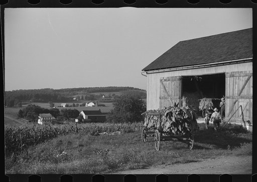 Untitled photo, possibly related to: Mennonite farmer putting tobacco into his barn, near Lancaster, Pennsylvania