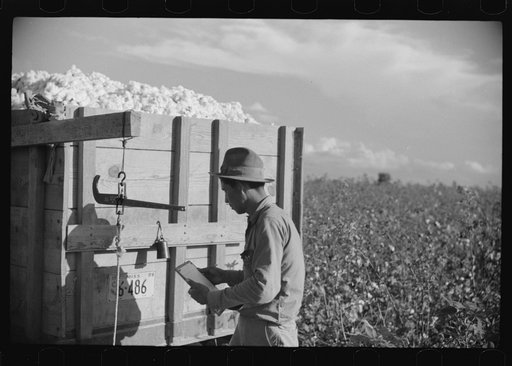 Mexican worker, seasonal labor contracted for by planters, weighing and checking off bags of cotton by wagon in field on Knowlton Plantation, Perthshire, Mississippi Delta, Mississippi