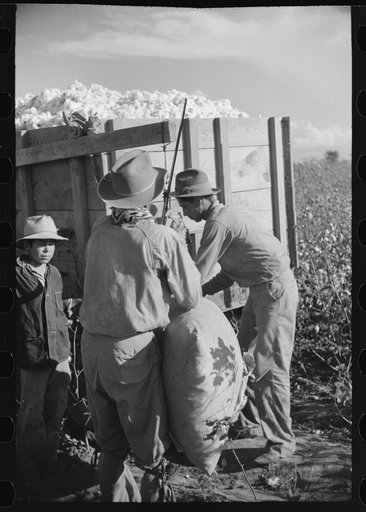 Untitled photo, possibly related to: Mexican worker, seasonal labor contracted for by planters, weighing and checking off bags of cotton by wagon in field on Knowlton Plantation, Perthshire, Mississippi Delta, Mississippi