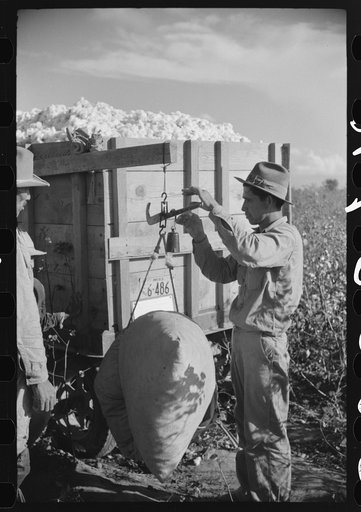 Mexican worker, seasonal labor contracted for by planters, weighing and checking off bags of cotton by wagon in field on Knowlton Plantation, Perthshire, Mississippi Delta, Mississippi