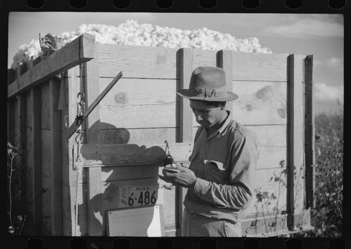Mexican worker, seasonal labor contracted for by planters, weighing and checking off bags of cotton by wagon in field on Knowlton Plantation, Perthshire, Mississippi Delta, Mississippi
