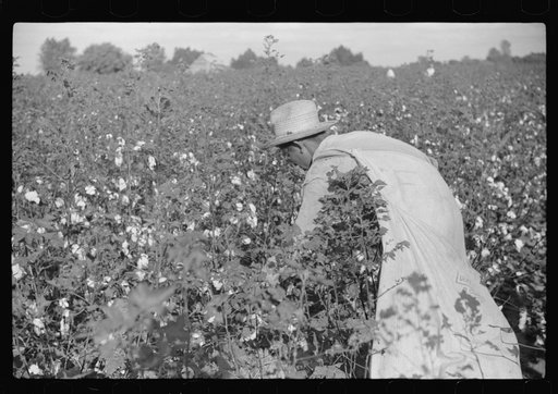 Untitled photo, possibly related to: Mexicans, seasonal labor, contracted for by planters, emptying bags of cotton on Knowlton Plantation, Perthshire, Mississippi Delta, Mississippi